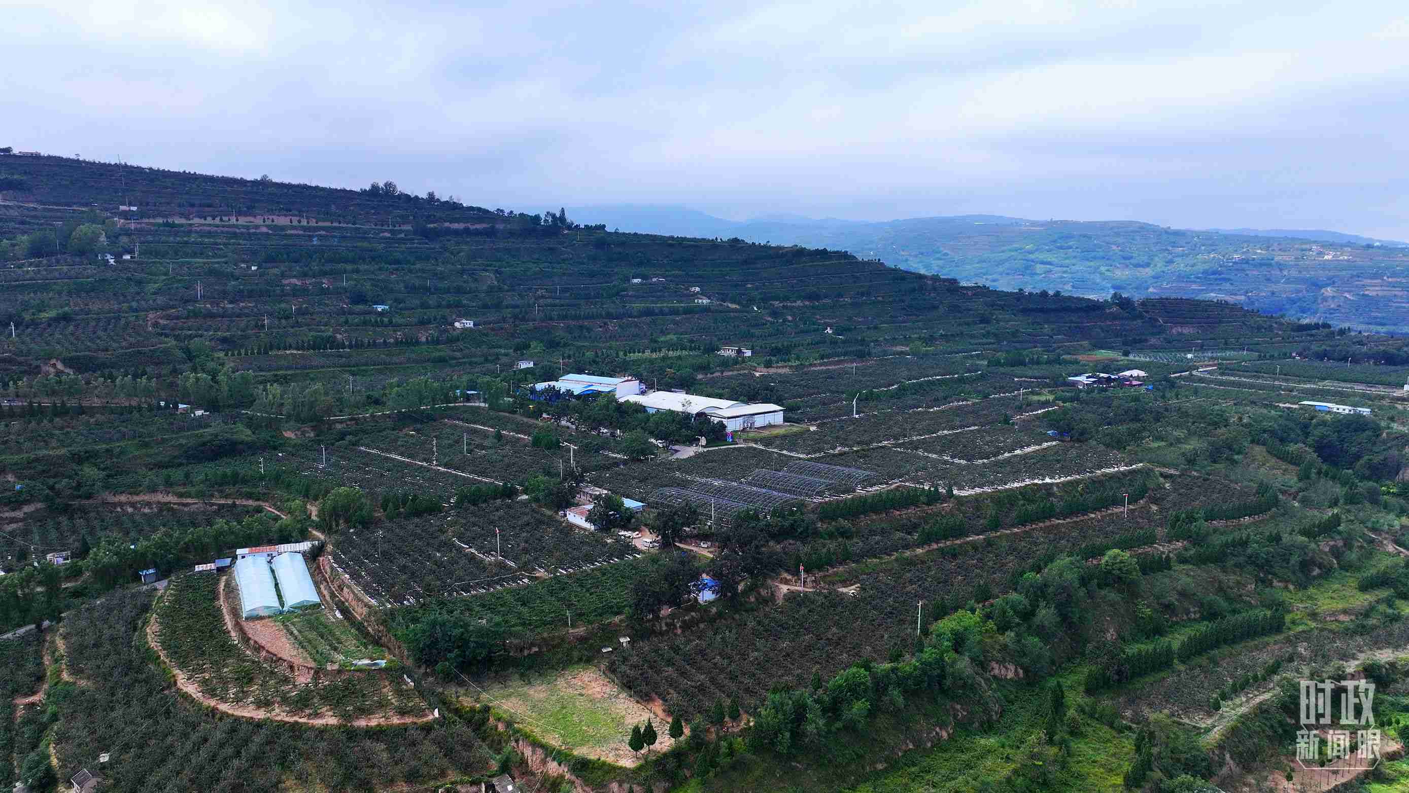 △ 麥積區(qū)南山花牛蘋果基地。（總臺央視記者范凱拍攝）