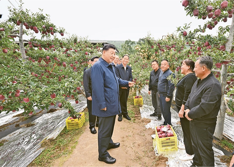 2024年9月10日至13日，中共中央總書記、國家主席、中央軍委主席習(xí)近平在甘肅考察。這是11日上午，習(xí)近平在天水市麥積區(qū)南山花牛蘋果基地考察時，走進(jìn)果林了解相關(guān)種植、技術(shù)和管理情況。 新華社記者 謝環(huán)馳/攝