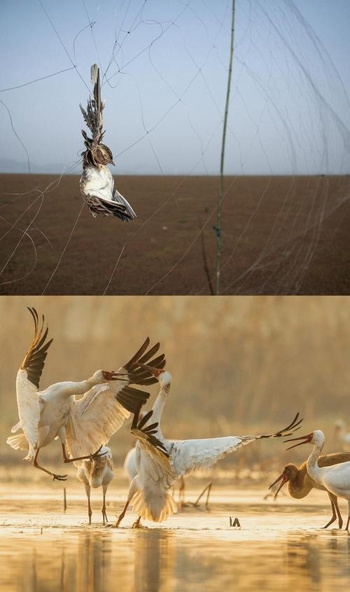 拼版圖片：圖為2011年和2023年鄱陽湖區(qū)的變化，曾經(jīng)湖區(qū)內(nèi)分布有捕鳥網(wǎng)，如今人與自然和諧共生的理念深入人心。攝影：傅建斌 周海燕 制作：賈稀荃
