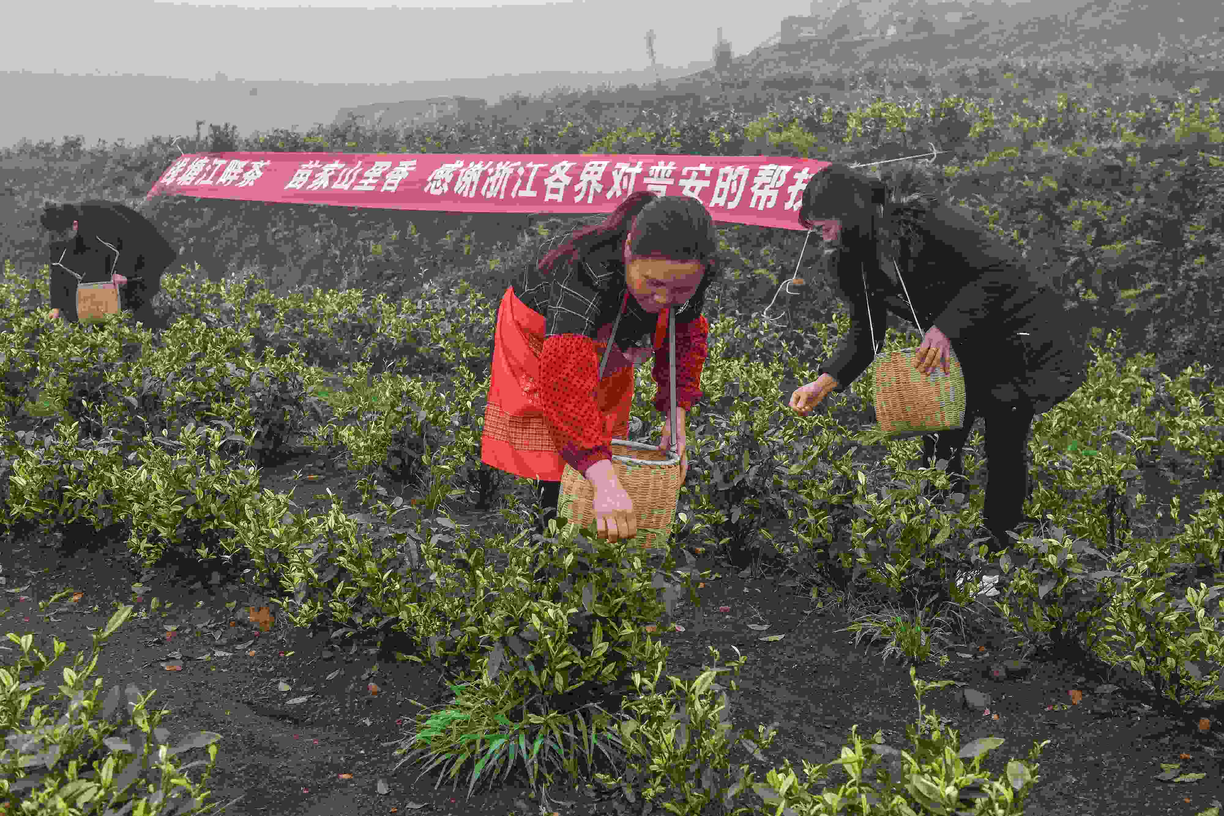 2021年4月14日，工人在貴州省黔西南州普安縣地瓜鎮(zhèn)屯上村“白葉一號(hào)”感恩茶園采茶。這片茶園由浙江省安吉縣捐贈(zèng)。