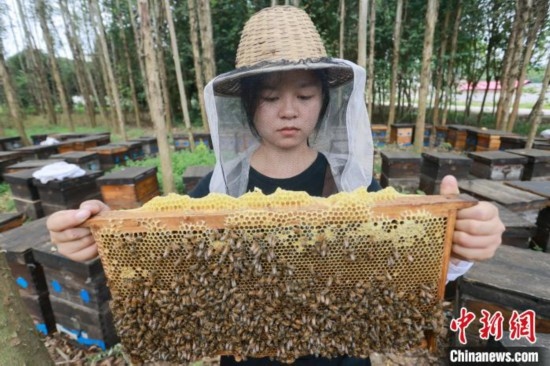 吳素英查看蜂蜜產(chǎn)蜜情況。湯曉逵 攝