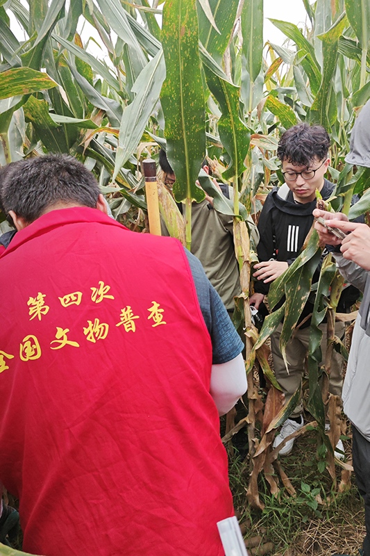 普查隊(duì)員正在使用探鏟進(jìn)行探測(cè)。中國(guó)文物報(bào)供圖