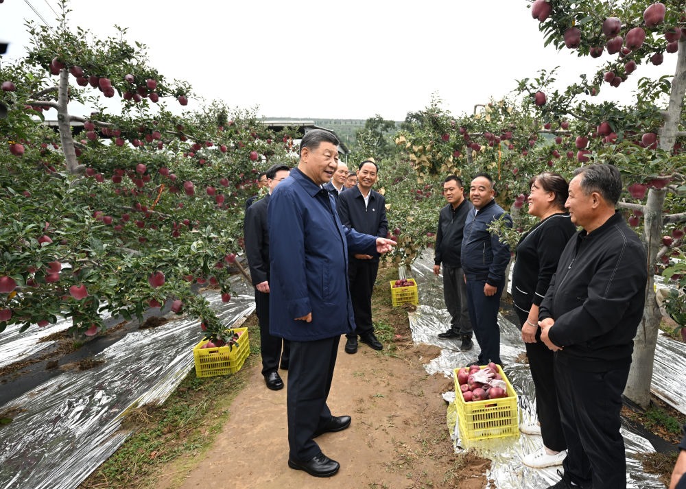 2024年9月11日，習(xí)近平在甘肅省天水市麥積區(qū)南山花牛蘋(píng)果基地考察時(shí)，走進(jìn)果林了解相關(guān)種植、技術(shù)和管理情況。習(xí)近平指出：“經(jīng)過(guò)70多年培育發(fā)展，花牛蘋(píng)果品牌更響亮了。要加強(qiáng)品種保護(hù)和培育，優(yōu)化種植方式，創(chuàng)新?tīng)I(yíng)銷(xiāo)模式，把這個(gè)特色產(chǎn)業(yè)做得更大，帶動(dòng)更多群眾增收致富?！? width=