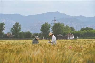 圖為中國農(nóng)業(yè)大學(xué)師生在該校上莊實驗站開展小麥育種工作。馬文哲攝