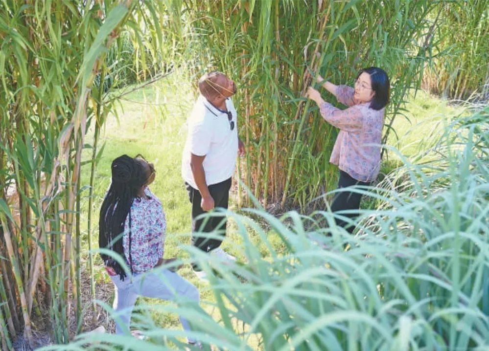 福建農(nóng)林大學(xué)國際菌草工程技術(shù)研究中心工作人員（右）在向盧旺達(dá)留學(xué)生介紹菌草品種“綠洲1號(hào)”蘆竹的生長情況。新華社記者 林善傳 攝