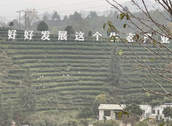 景寧畬族自治縣澄照鄉(xiāng)三石村馬嶺頭茶葉基地。劉軍國(guó)攝