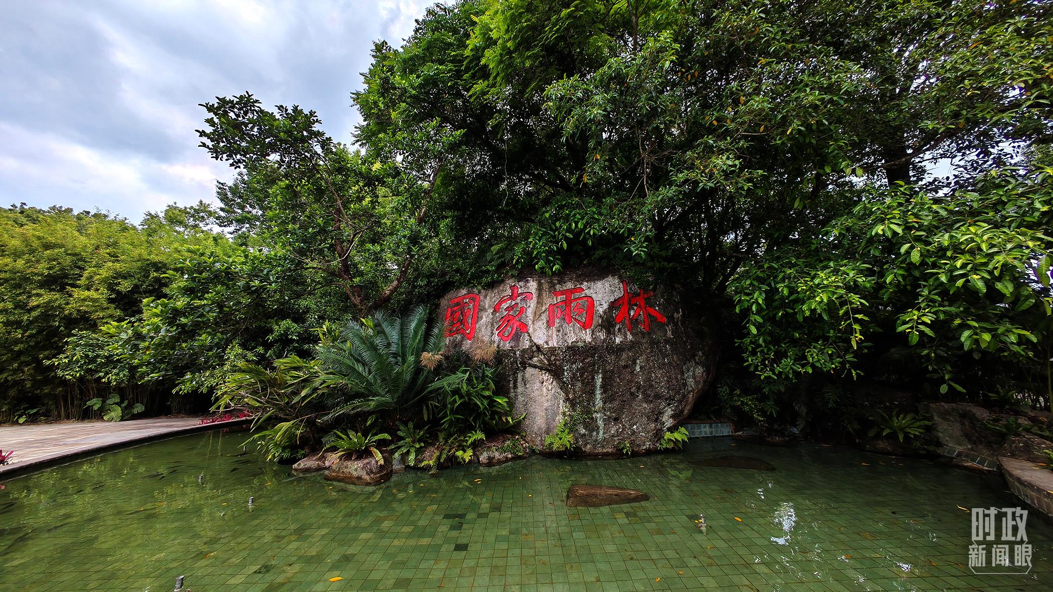 海南熱帶雨林國家公園。（總臺(tái)央視記者彭漢明拍攝）