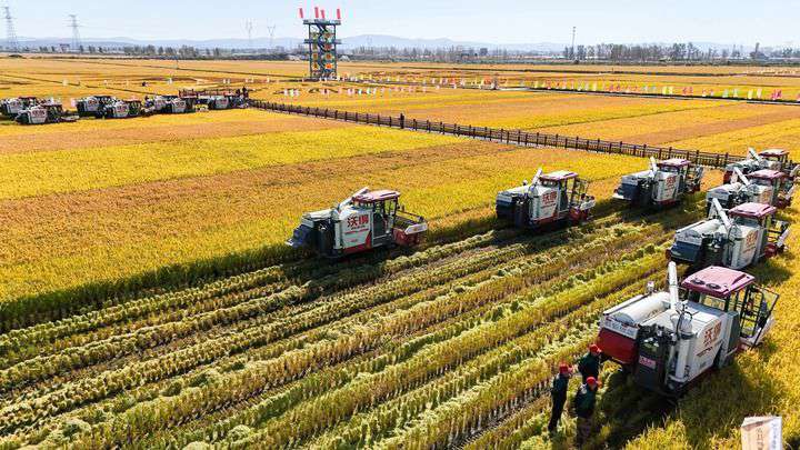 2024年9月22日，在黑龍江省重要糧食產區(qū)哈爾濱市方正縣的稻田中，農機開啟“黑龍江秋收第一鐮”作業(yè)（無人機照片）。新華社記者 王松 攝