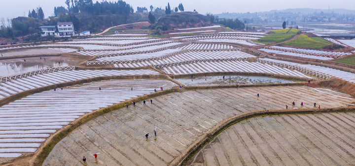 2024年3月6日，在四川省廣安市前鋒區(qū)觀塘鎮(zhèn)仁和村，農民在高標準農田育秧（無人機照片）。新華社發(fā)（周修建攝）