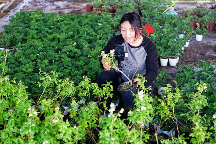 2024年4月27日，在山東省惠民縣姜樓鎮(zhèn)立冉果蔬種植合作社，工作人員在直播賣藍莓苗。新華社記者 郭緒雷 攝