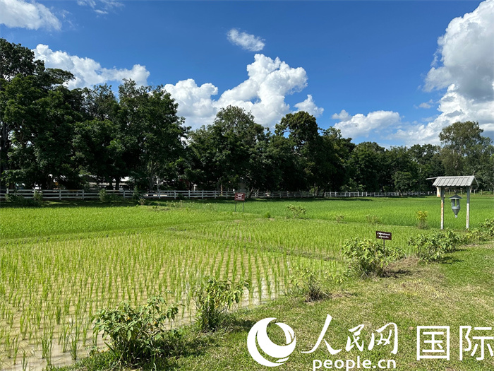泰國沙功那空省水稻種植示范基地。人民網(wǎng)記者 簡承淵攝