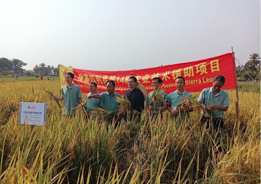 中國駐塞拉利昂大使王擎和援塞農(nóng)業(yè)專家組合影。中國援塞農(nóng)業(yè)專家組供圖