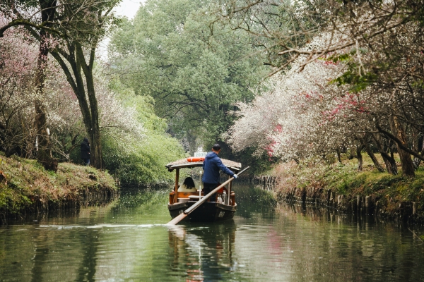 杭州西溪濕地，河岸梅花盛開。圖片來源：視覺中國(guó)