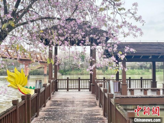 3月7日，廣州海珠國家濕地公園宮粉紫荊花海吸引游人。中新社記者 許青青 攝