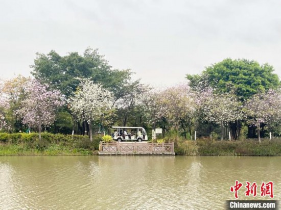 3月7日，廣州海珠國家濕地公園宮粉紫荊花海吸引游人。中新社記者 許青青 攝