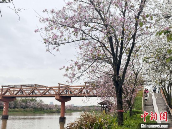 3月7日，廣州海珠國家濕地公園宮粉紫荊花海吸引游人。中新社記者 許青青 攝