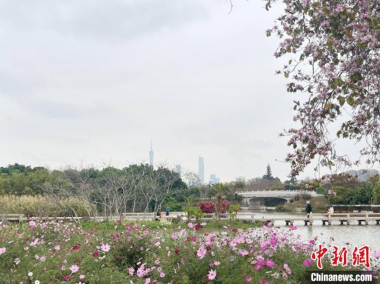 每年三月，廣州海珠國家濕地公園迎來最具標志性的景觀之一——宮粉紫荊花海，公園內(nèi)的石榴崗河沿岸兩側(cè)，數(shù)千株宮粉紫荊綿延3.2公里，粉紅與粉白的花朵交織如云，頗為浪漫。據(jù)悉，宮粉紫荊因其耐濕性強、花期長的特性，是廣州海珠國家濕地公園生態(tài)修復的優(yōu)選樹種。近年來通過科學管養(yǎng)，花量相較往年明顯增加，盛花期持續(xù)近一個月時間，預(yù)計浪漫景致將延續(xù)至清明前。圖為3月7日，廣州海珠國家濕地公園宮粉紫荊花海吸引游人。中新社記者 許青青 攝
