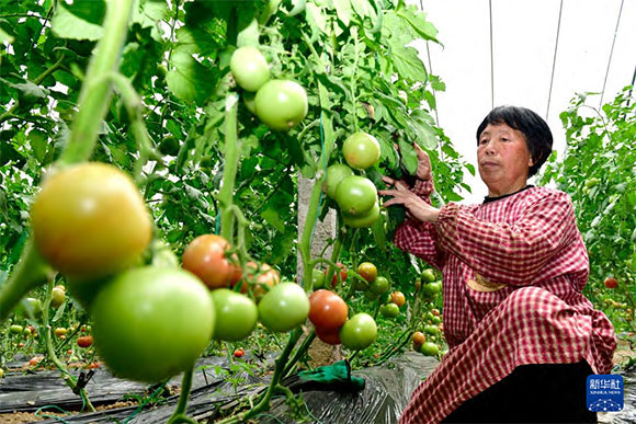 3月13日，在菏澤市鄆城縣張營街道，農(nóng)民在設(shè)施大棚里打理西紅柿。