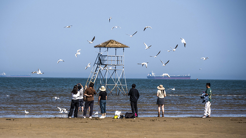 2024年5月12日，河北秦皇島，北戴河鴿子窩公園成群海鷗在天空中自由翱翔，與大海、藍(lán)天構(gòu)成了一幅美麗的畫卷。