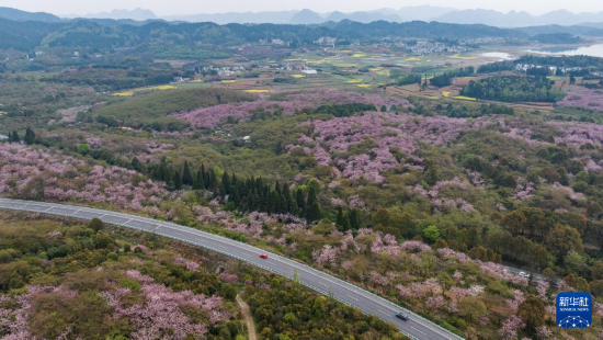 清鎮(zhèn)市紅楓湖鎮(zhèn)右二村旁的道路與花海相映（4月5日攝，無(wú)人機(jī)照片）。