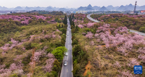 游客驅(qū)車(chē)前來(lái)清鎮(zhèn)市紅楓湖鎮(zhèn)右二村踏青游玩（4月5日攝，無(wú)人機(jī)照片）。