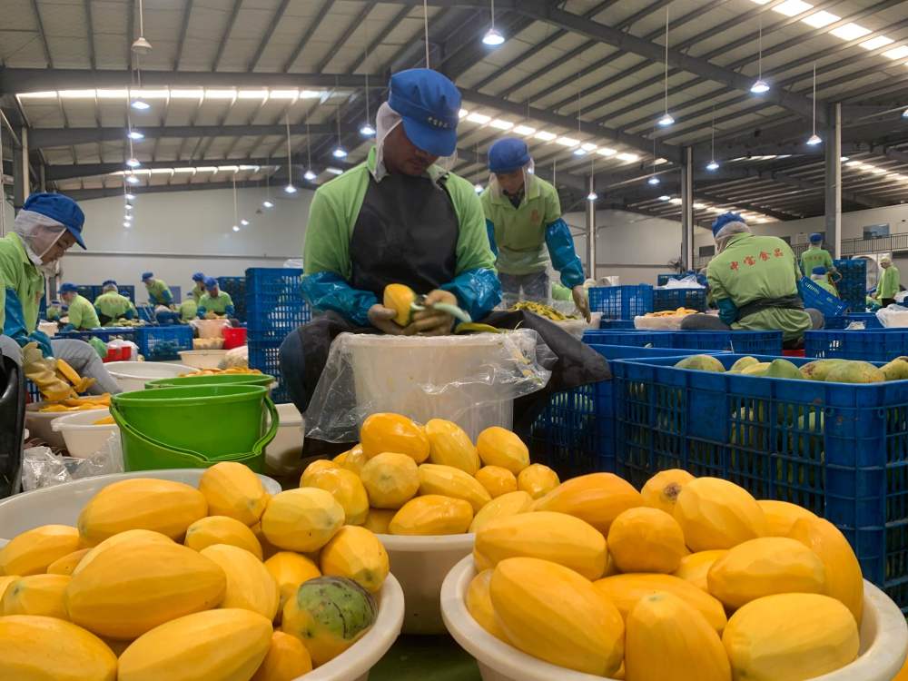 2023年3月7日，工作人員在柬埔寨磅士卑省的中寶（柬埔寨）食品科技有限公司處理芒果。自區(qū)域全面經(jīng)濟(jì)伙伴關(guān)系協(xié)定（RCEP）生效實(shí)施以來，柬埔寨的農(nóng)產(chǎn)品正在更加便利地進(jìn)入中國(guó)市場(chǎng)。