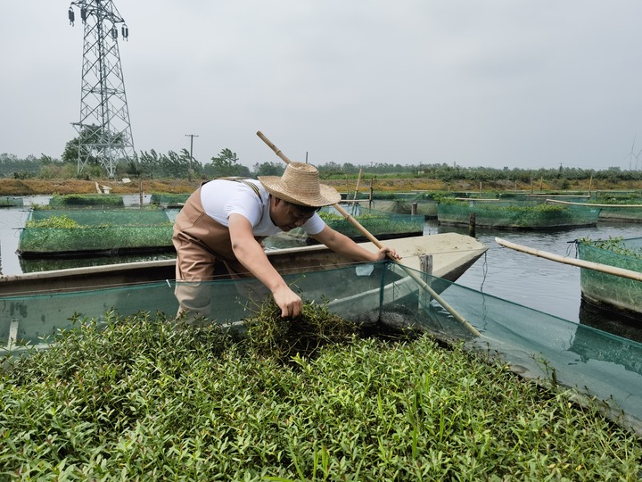 陳樹在湖北省仙桃市剅河鎮(zhèn)余腦村黃鱔繁育基地觀察黃鱔長勢。新華社記者宋立崑 攝