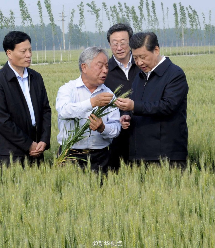 2014年5月，習(xí)近平總書(shū)記在河南省尉氏縣張市鎮(zhèn)高標(biāo)準(zhǔn)糧田察看小麥長(zhǎng)勢(shì)。
